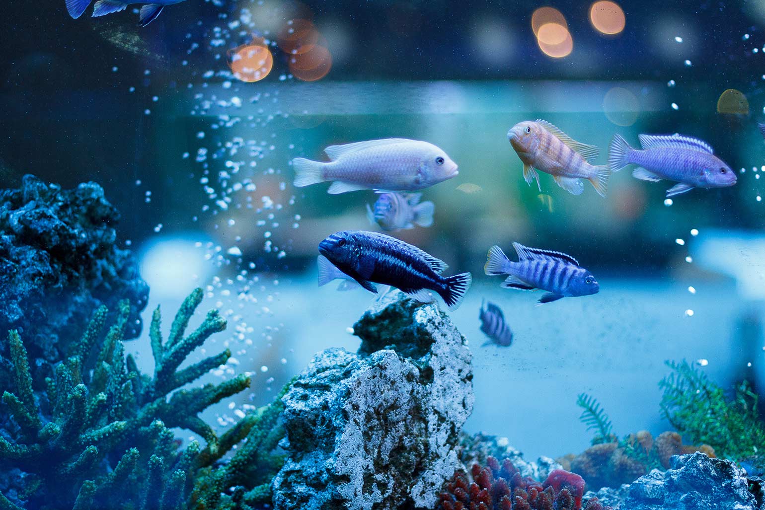 aquariums_002